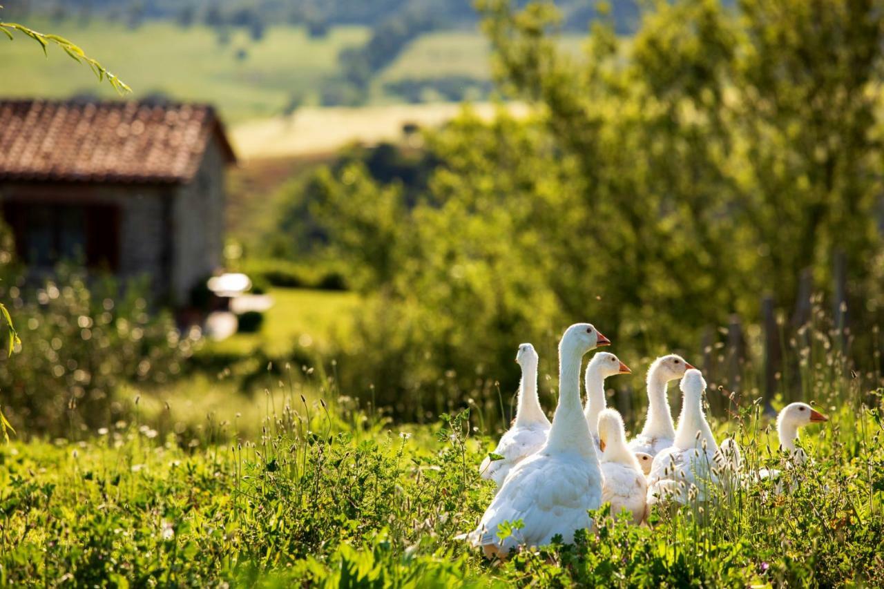 Casetta Tartuchino Semproniano Buitenkant foto